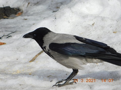 Corvus cornix