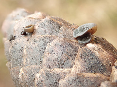 Piceomphale bulgarioides