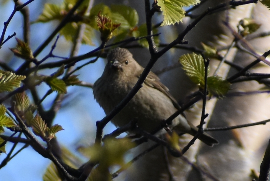 Common Rosefinch