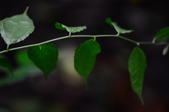 Dianyuea turbinata