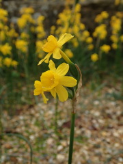 Narcissus flavus
