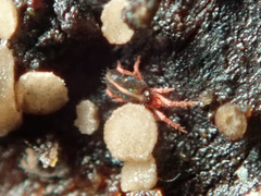 Eupodes