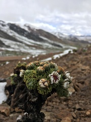 Werneria dactylophylla