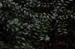 Dianyuea turbinata