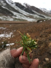 Poa lepidula