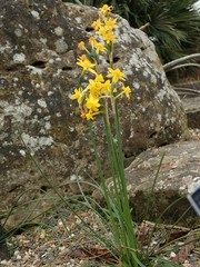 Narcissus flavus