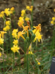 Narcissus flavus