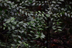 Dianyuea turbinata