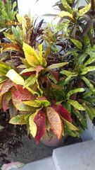 Codiaeum variegatum