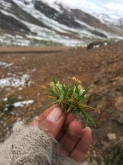 Poa lepidula