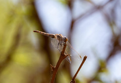Trithemis annulata annulata