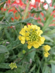 Diplotaxis tenuifolia