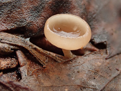 Ciboria coryli