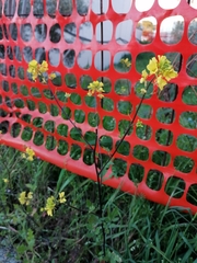 Diplotaxis tenuifolia