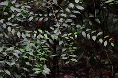 Dianyuea turbinata