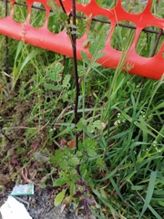 Diplotaxis tenuifolia