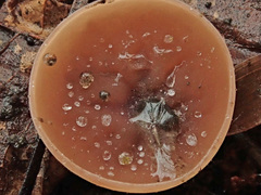 Ciboria coryli
