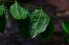 Dianyuea turbinata