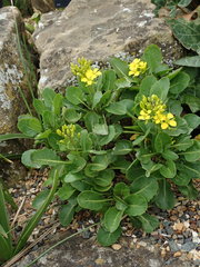 Brassica balearica