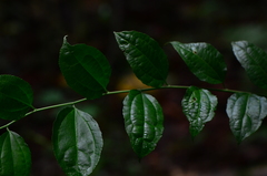 Dianyuea turbinata