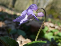 Viola × bavarica