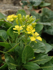 Brassica balearica
