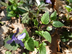 Viola × bavarica