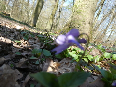 Viola × bavarica