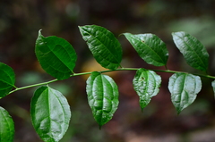 Dianyuea turbinata