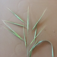 Bromus