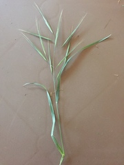 Bromus