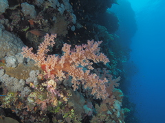 Dendronephthya hemprichi