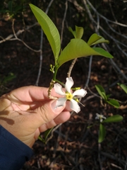 Tabernaemontana amygdalifolia