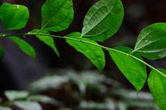 Dianyuea turbinata