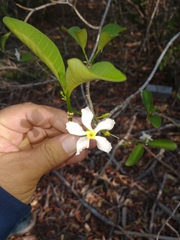 Tabernaemontana amygdalifolia