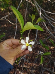 Tabernaemontana amygdalifolia