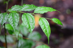 Dianyuea turbinata