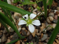 Saxifraga maderensis