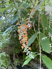 Buddleja madagascariensis
