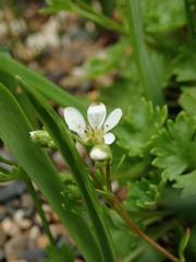 Saxifraga maderensis