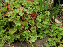 Saxifraga maderensis