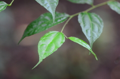Dianyuea turbinata