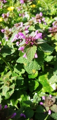Lamium purpureum