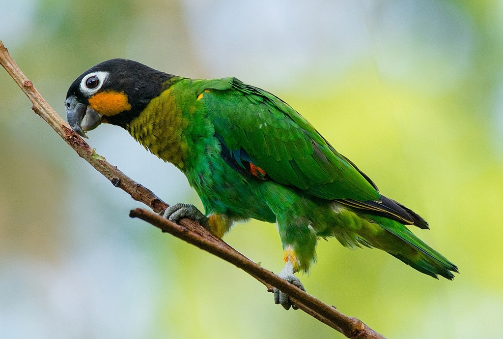 Orange-cheeked Parrot photo