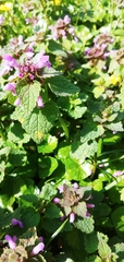 Lamium purpureum