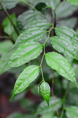 Dianyuea turbinata