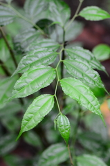 Dianyuea turbinata