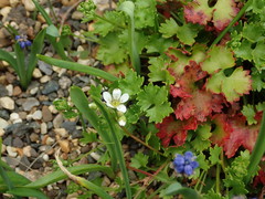 Saxifraga maderensis