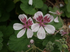 Erodium trifolium