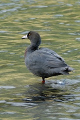 Hymenolaimus malacorhynchos